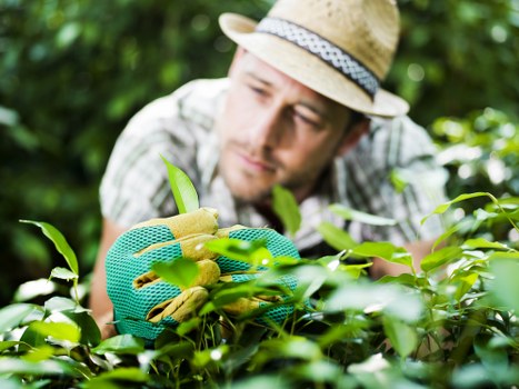 Tools and equipment for lawn mowing