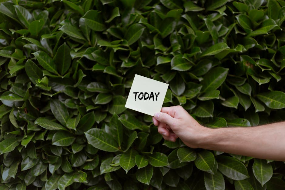 A close-up view of a lush, dense hedge with dark green, glossy leaves, likely evergreen, filling the background. In the foreground, a person's hand is holding a small white card with the word 'TODAY' 